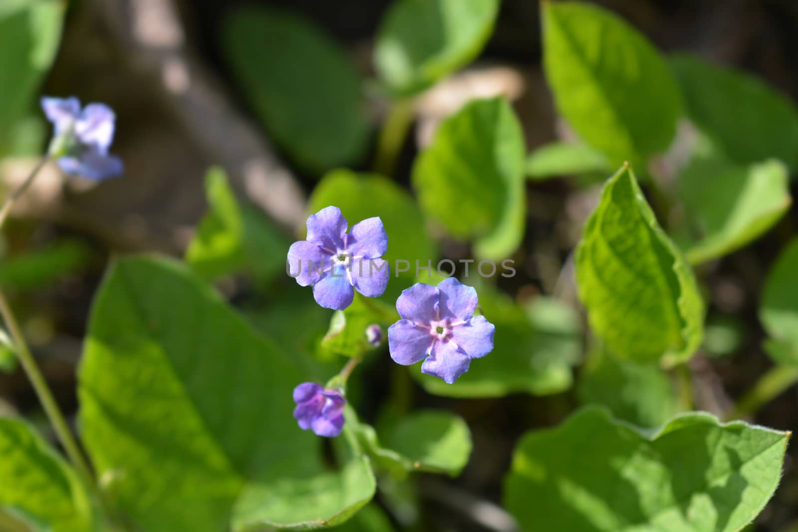 Blue-eyed Mary by nahhan