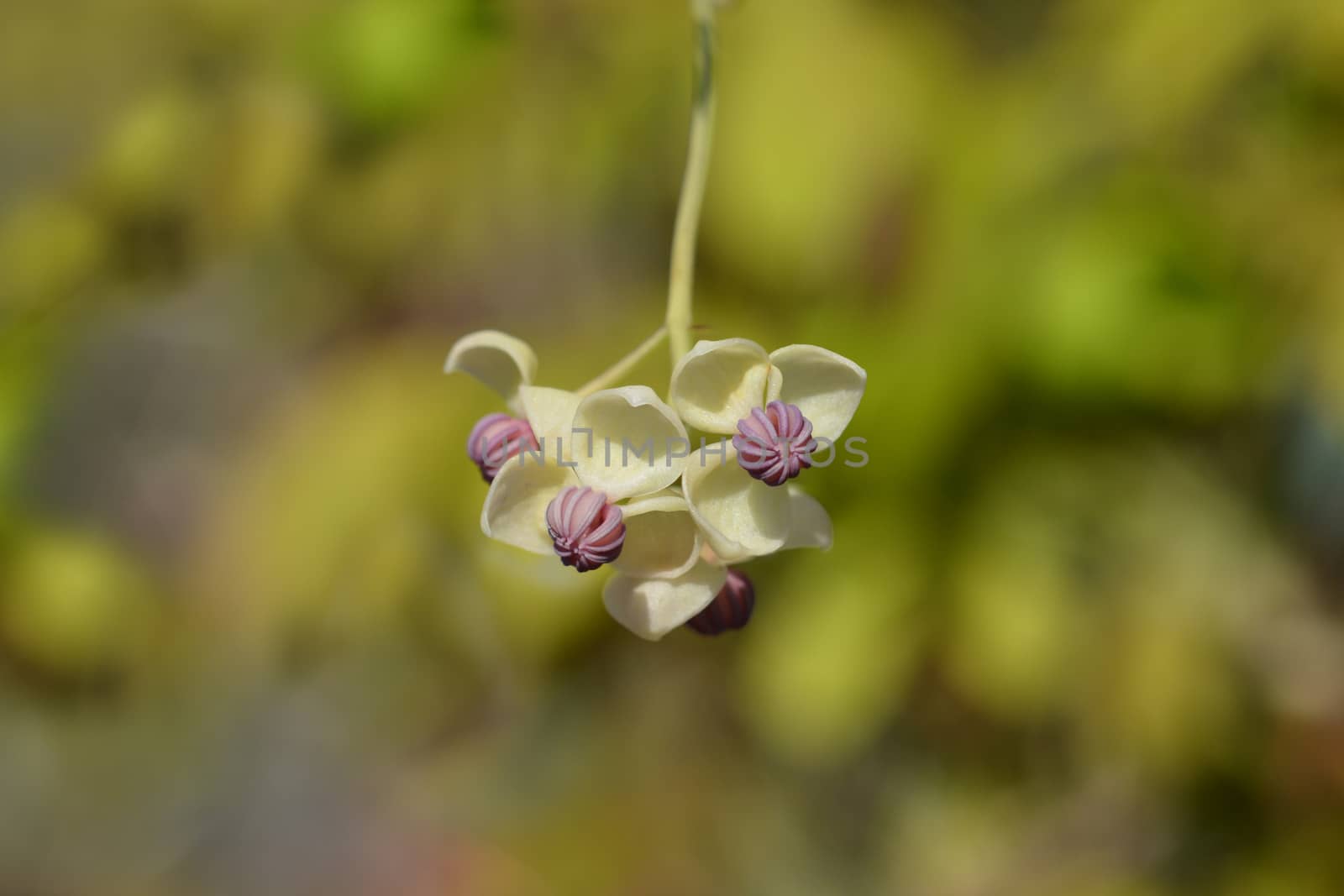 Five-leaf akebia Silver Bells by nahhan