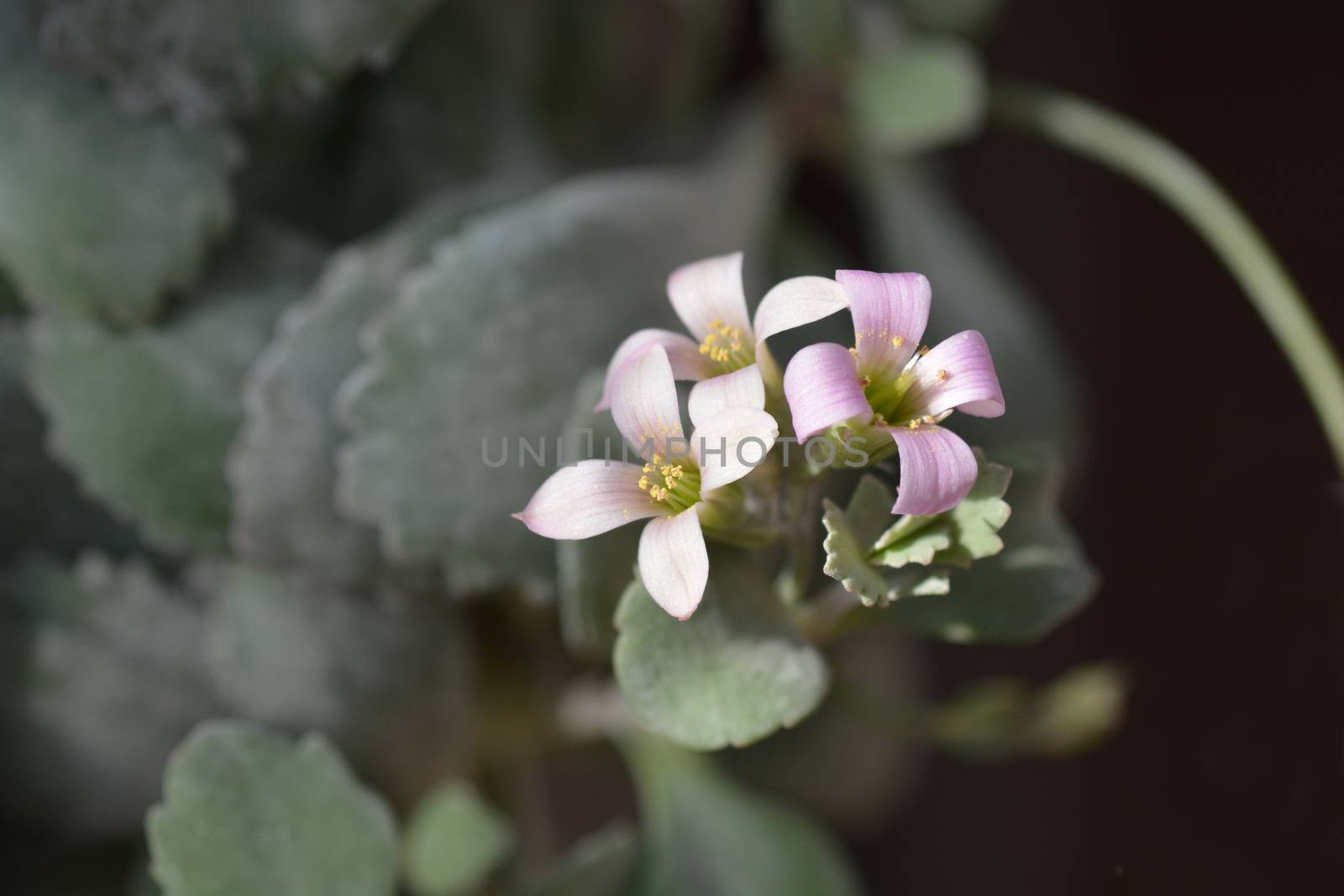 Flower dust plant - Latin name - Kalanchoe pumila