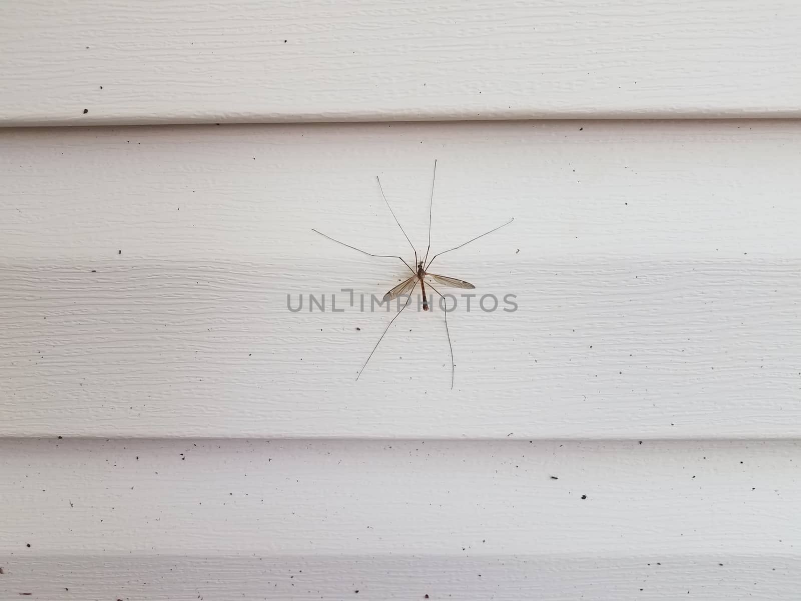 large crane fly or mosquito eater insect on white house siding