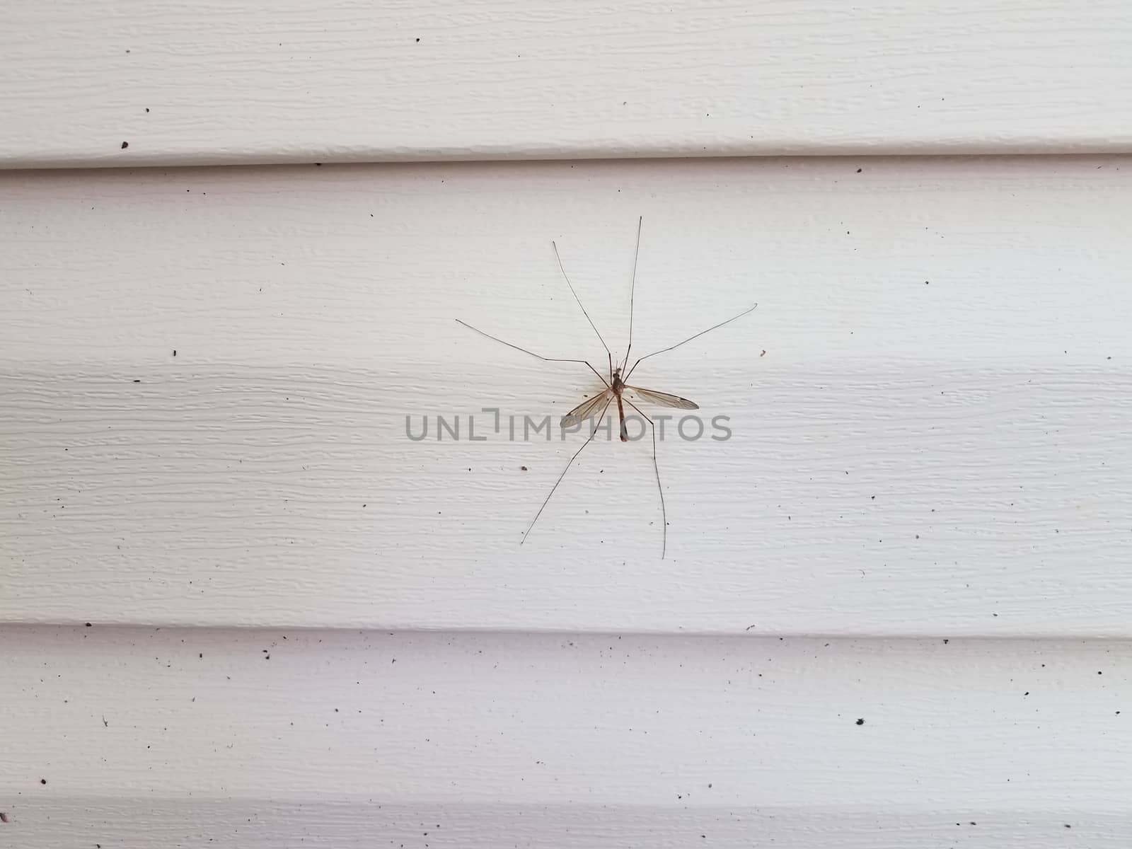 large crane fly or mosquito eater insect on white house siding