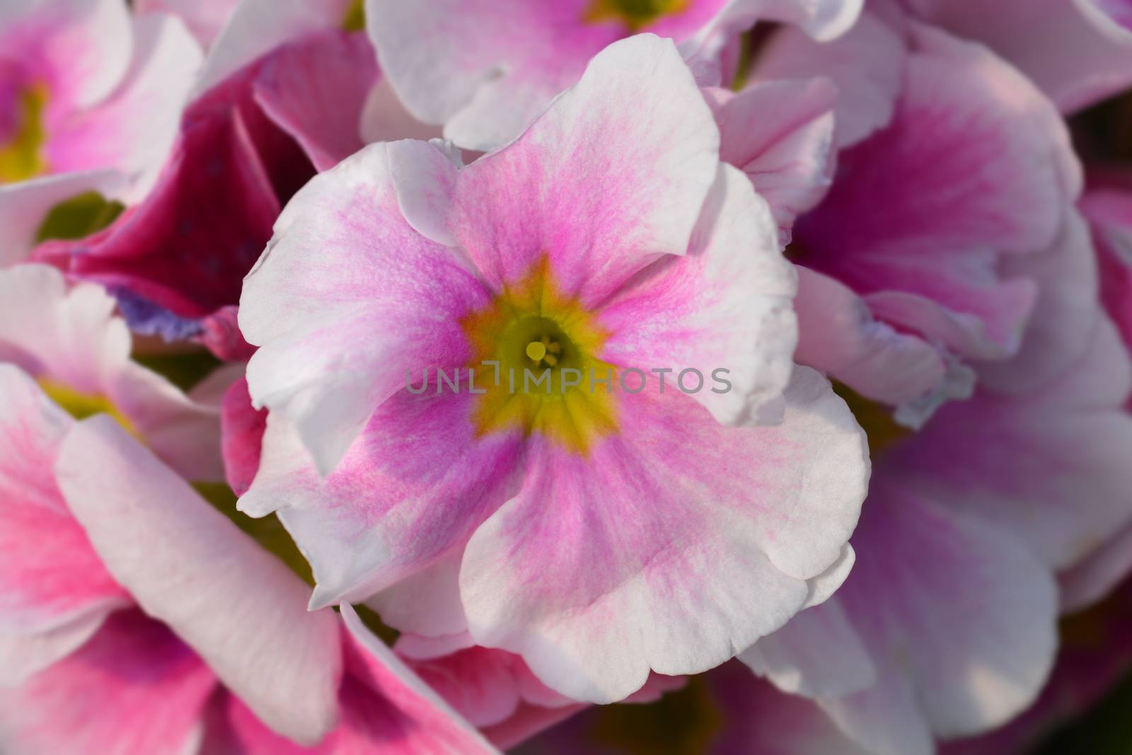 White and pink Poison primrose - Latin name - Primula obconica