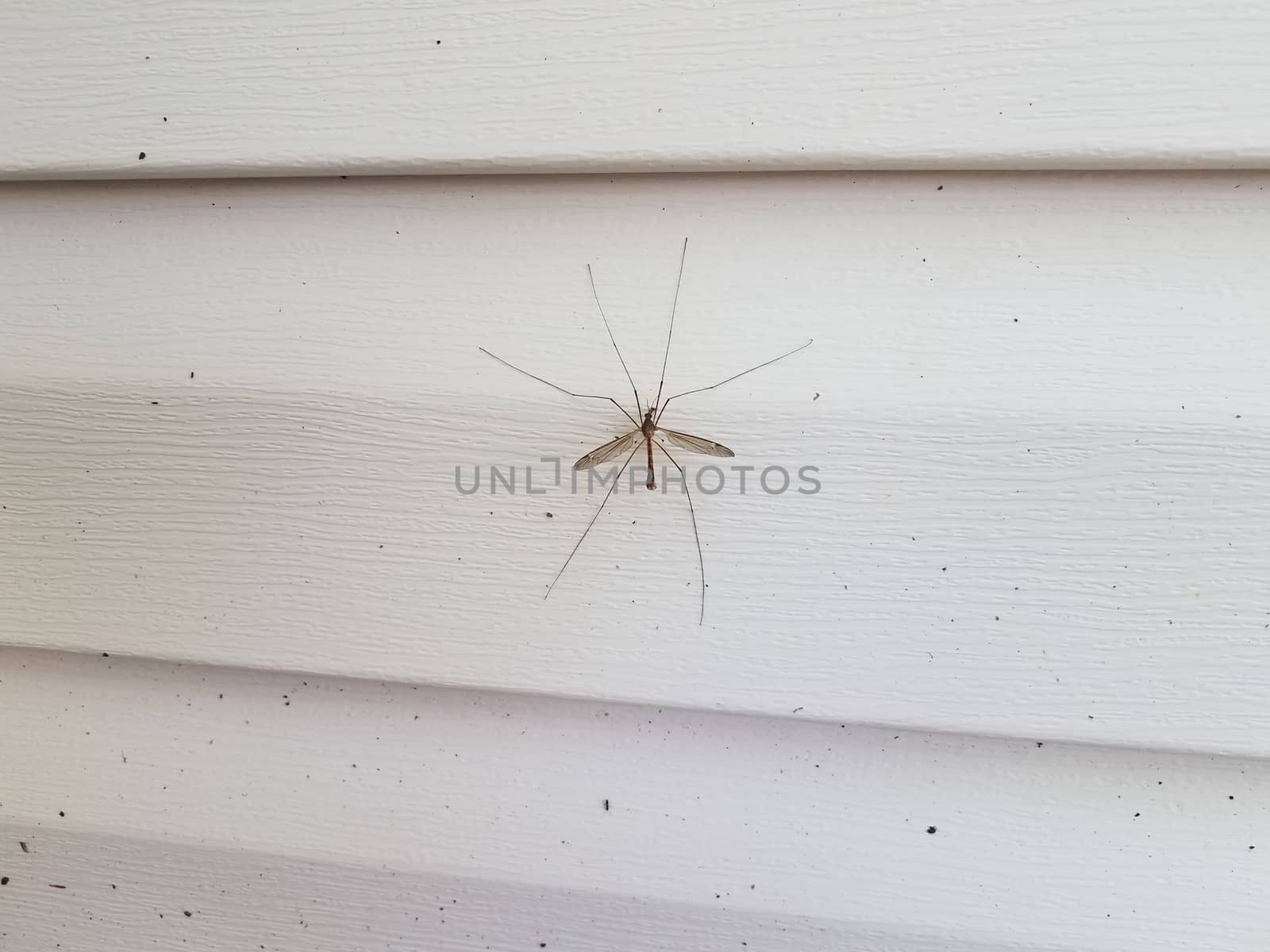 large crane fly or mosquito eater insect on white house siding
