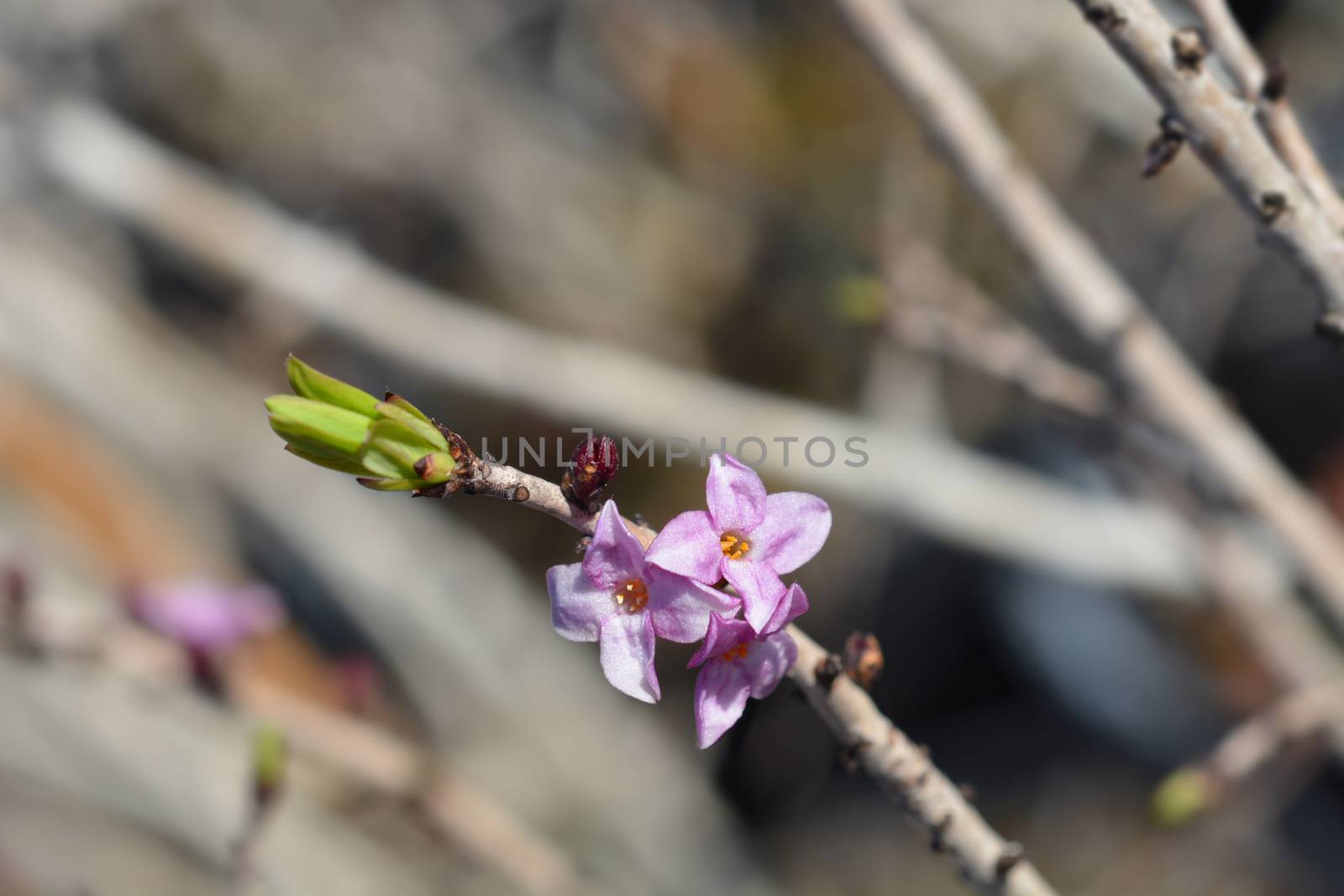 February daphne Rubrum - Latin name - Daphne mezereum Rubrum