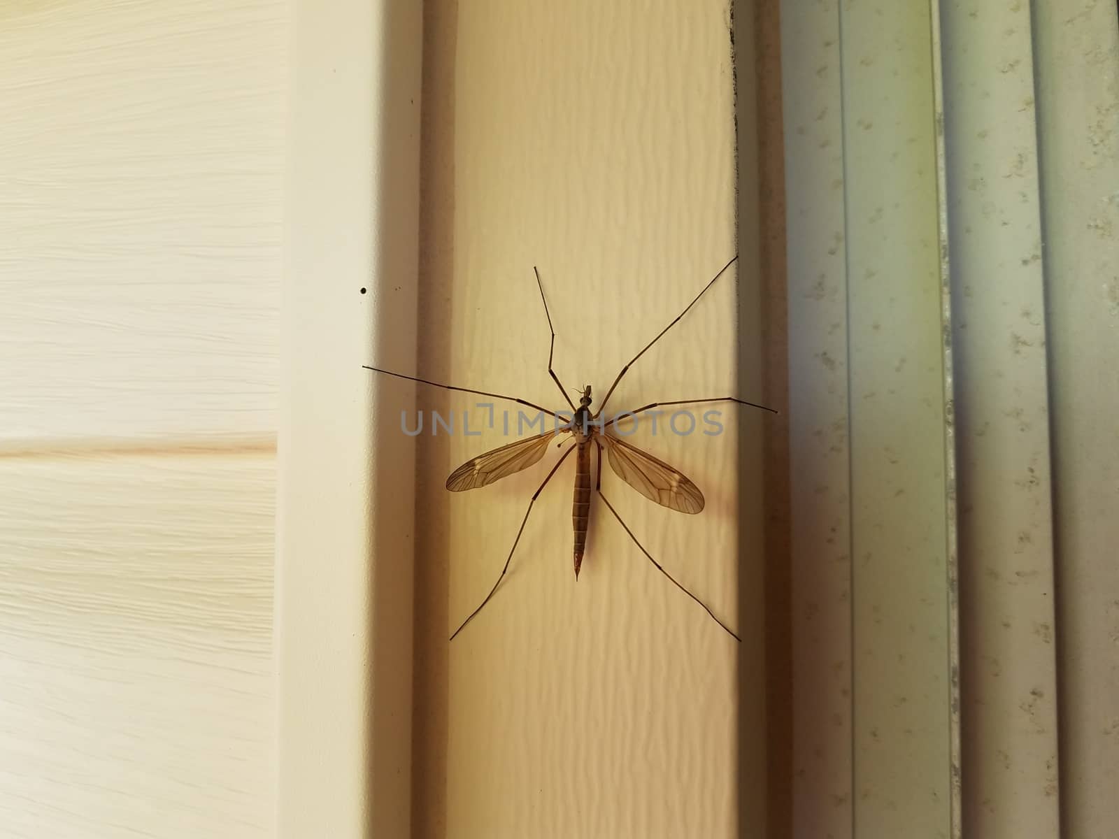 large crane fly or mosquito eater insect on white house siding