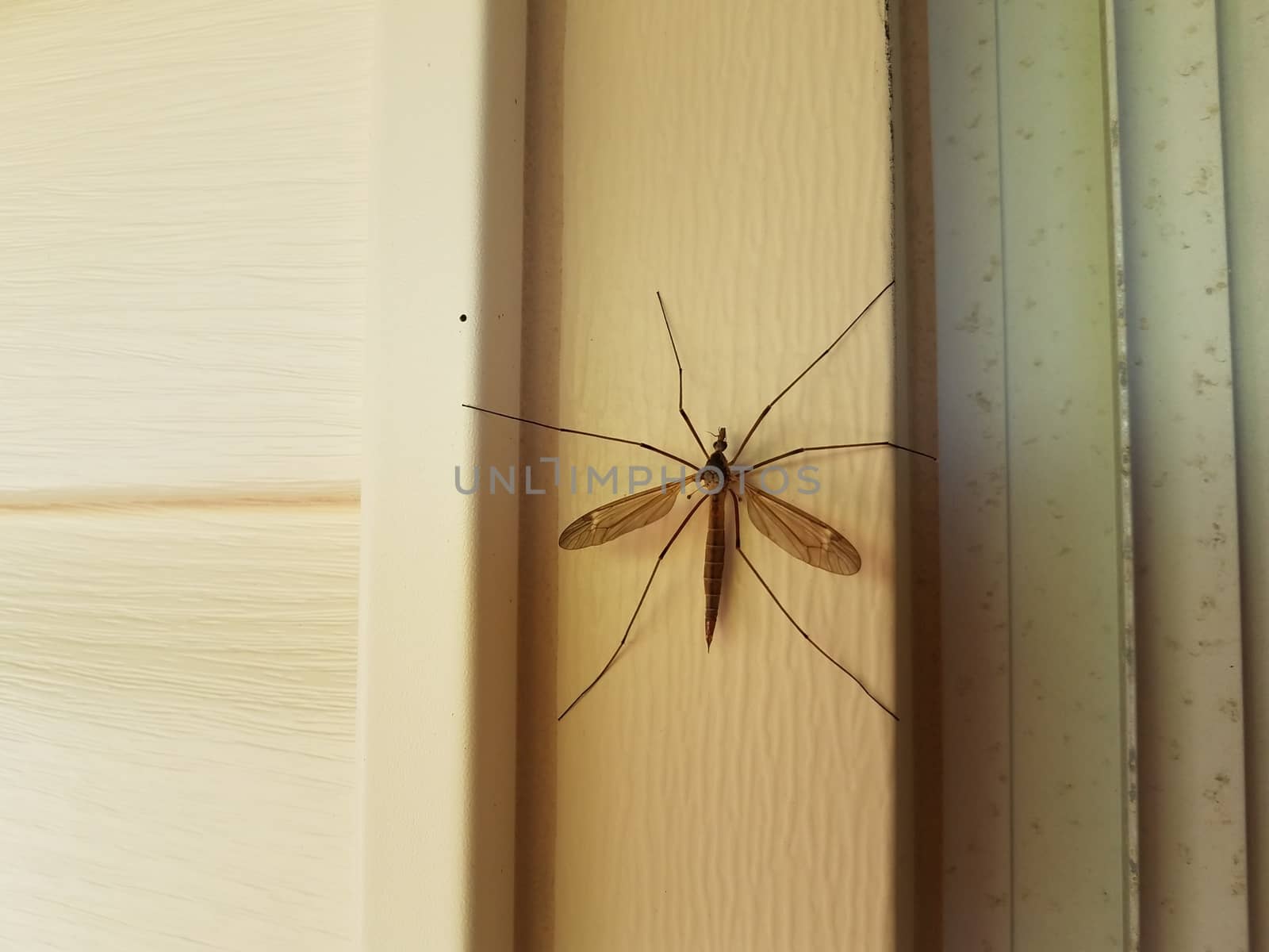 large crane fly or mosquito eater on white house siding by stockphotofan1
