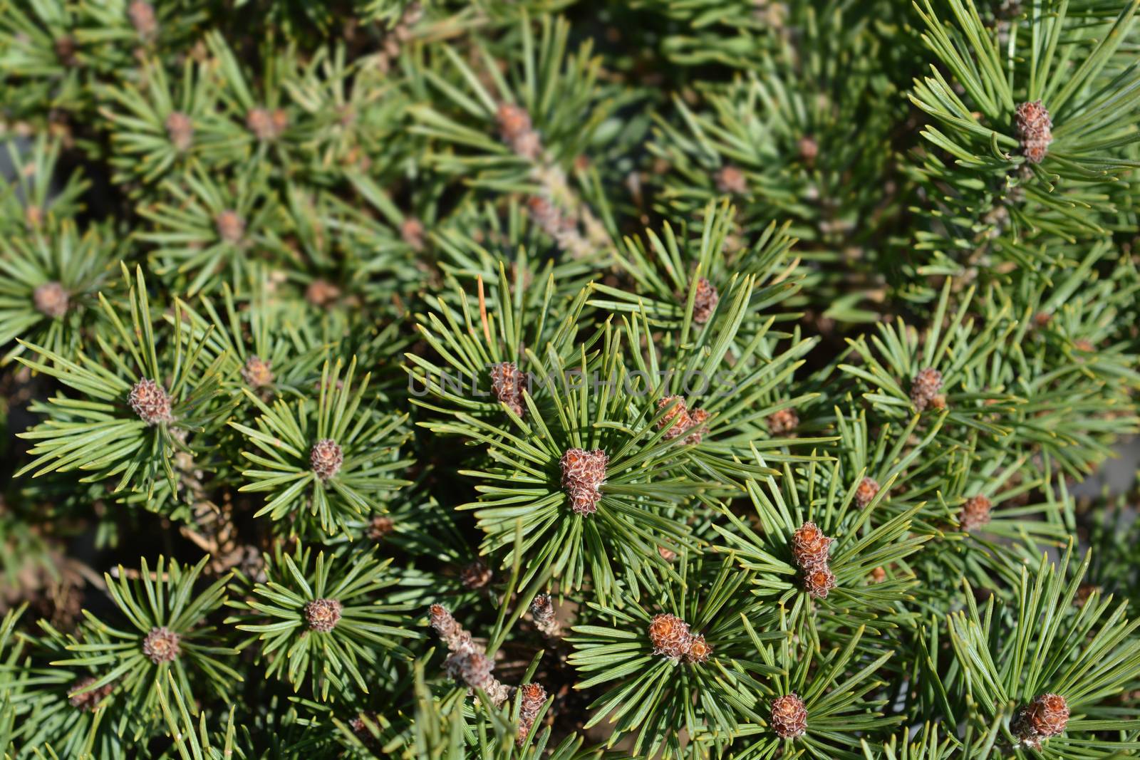 Walter pine - Latin name - Pinus sylvestris Watereri