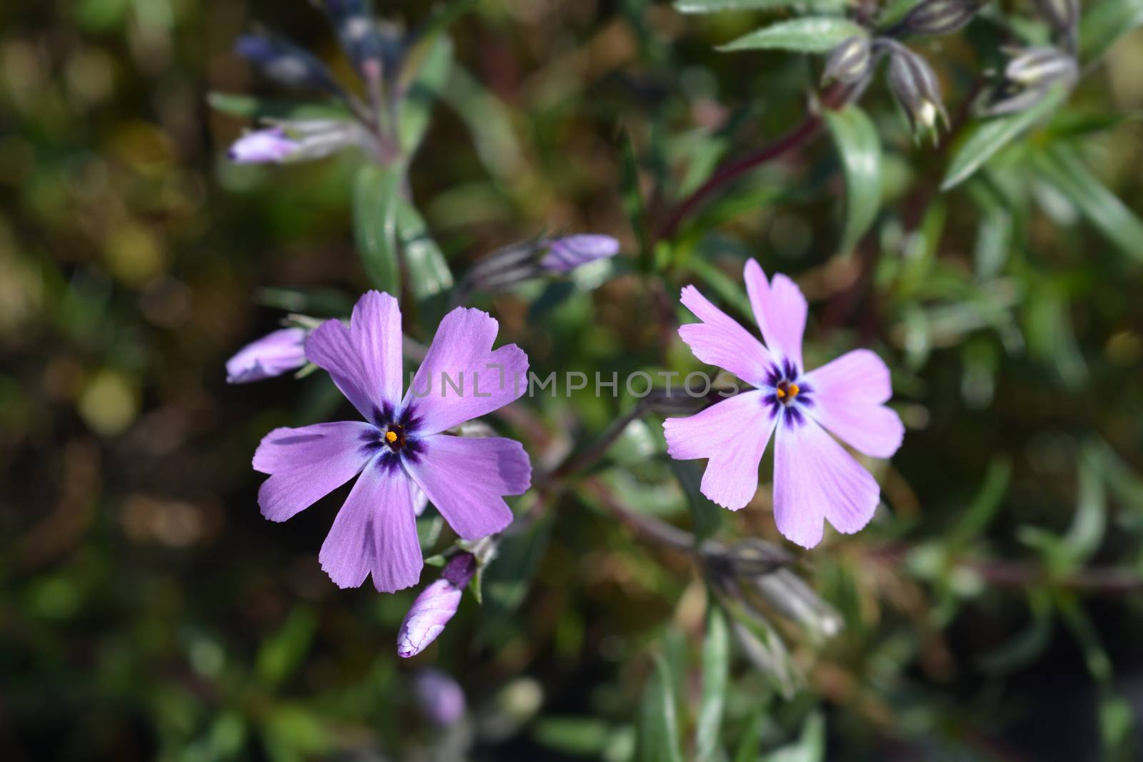 Creeping Phlox by nahhan