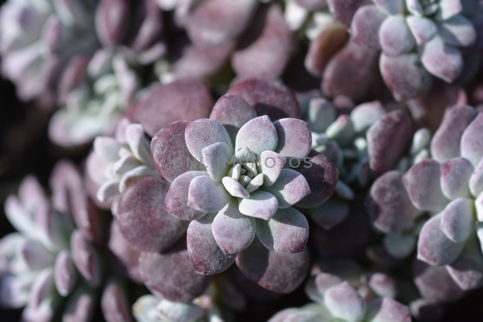 Broadleaf stonecrop - Latin name - Sedum spathulifolium