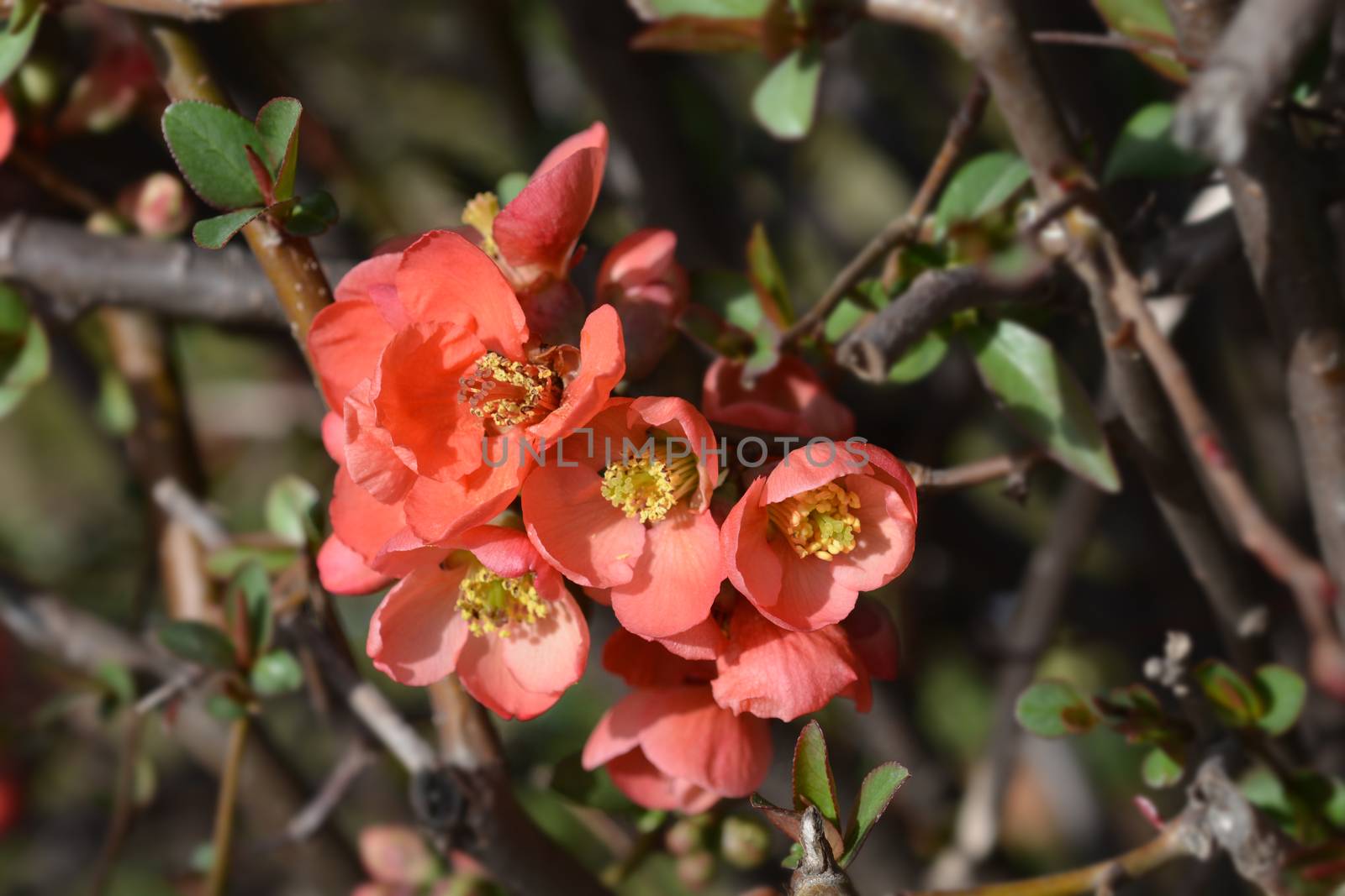 Flowering Quince by nahhan