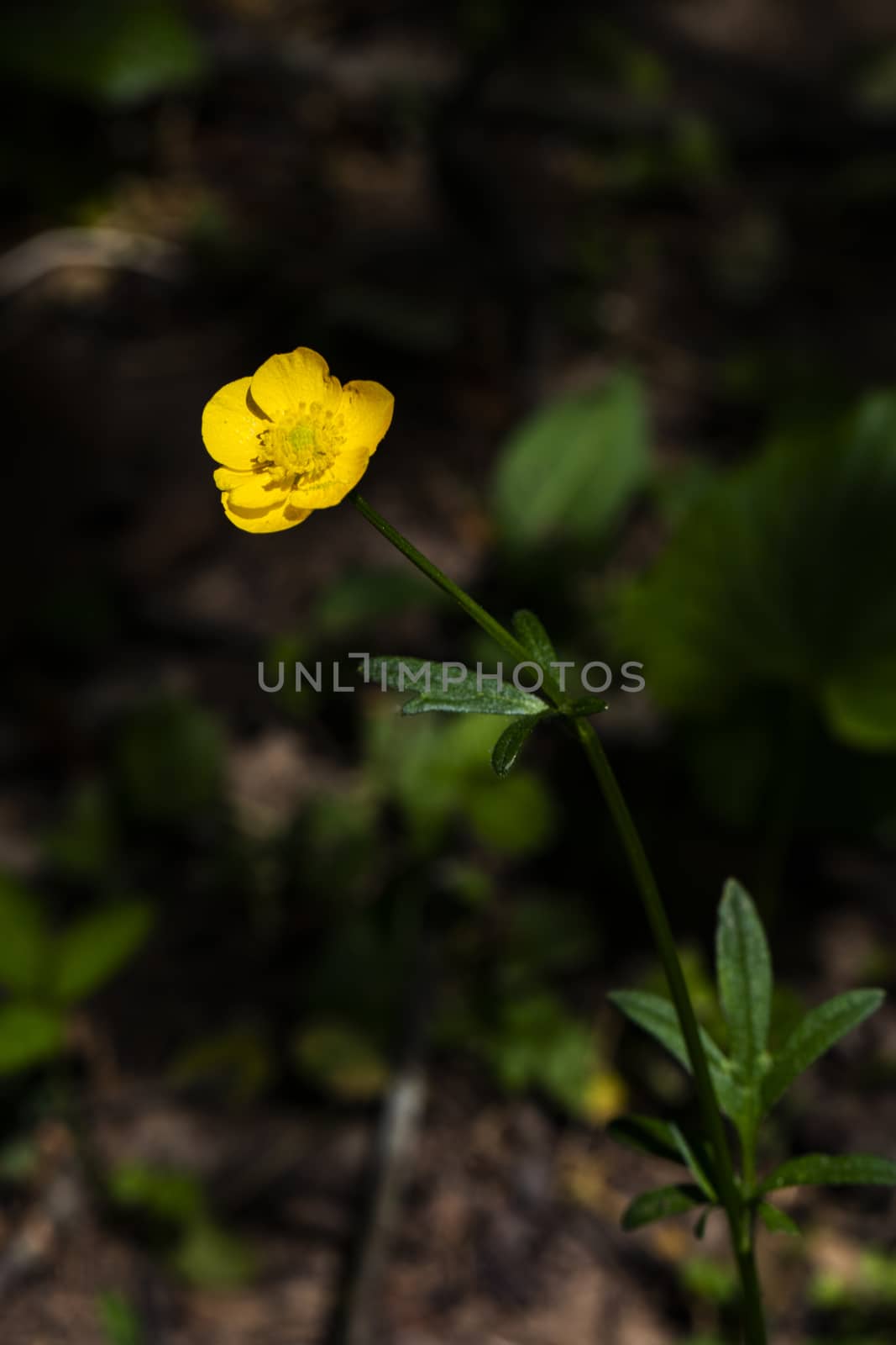 Single hairy buttercup glows in the spring sun.