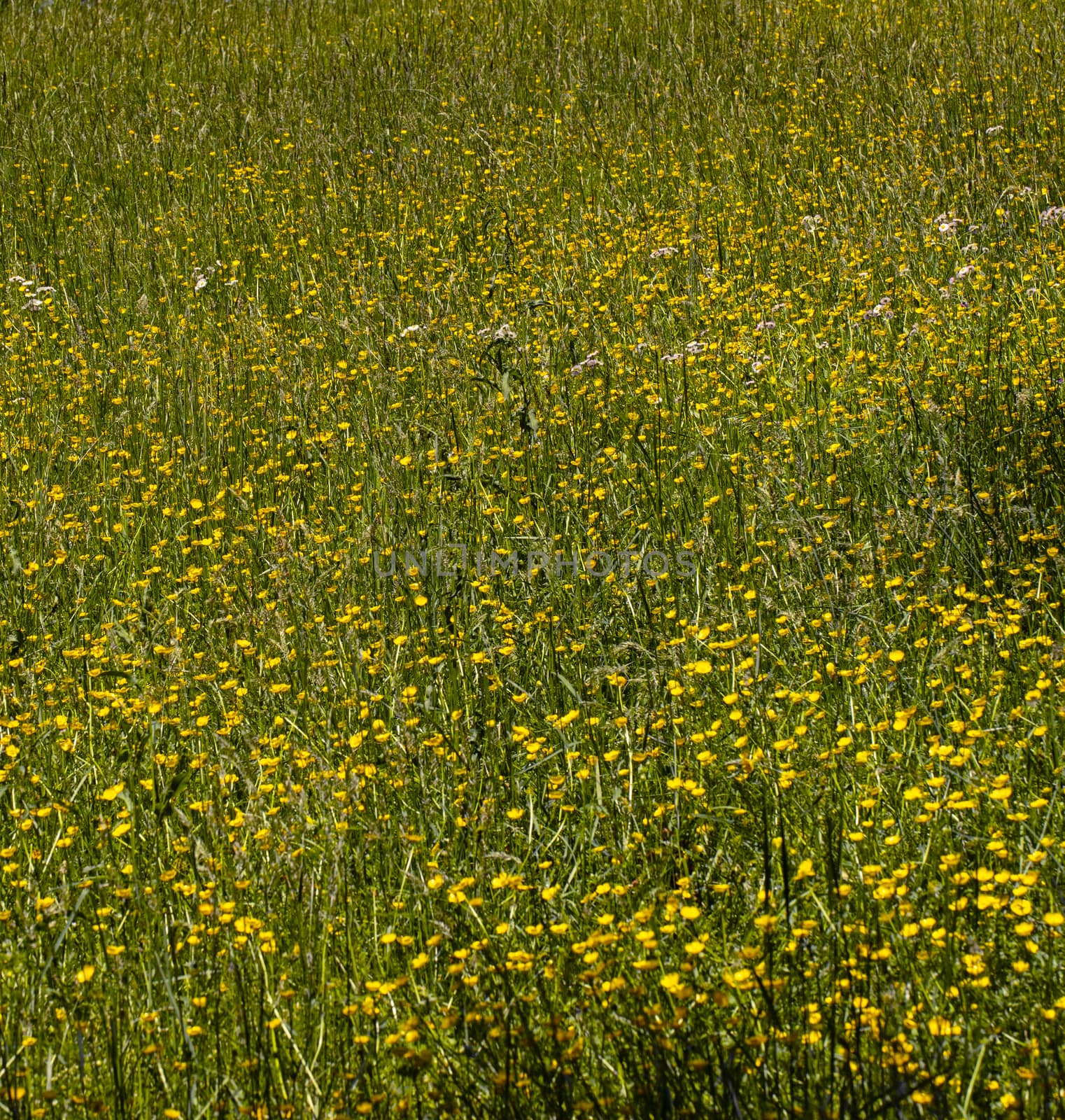 Horse pasture deep in grass and buttercups.