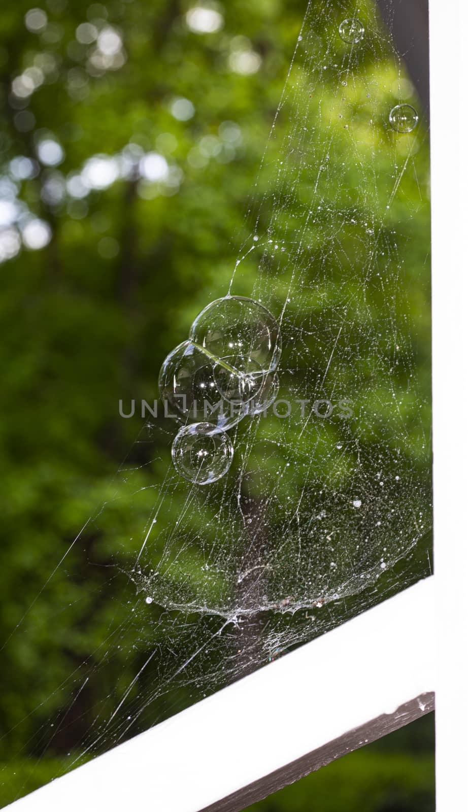 Soap bubbles are trapped in a spider's web.
