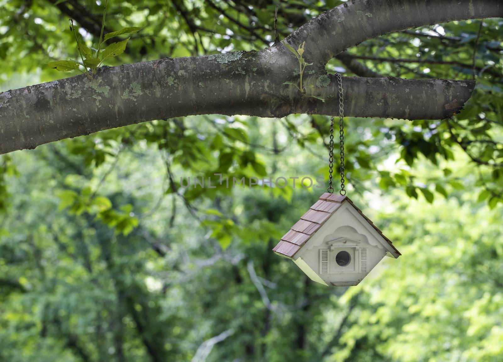 New bird house hangs by a chain from a cherry tree limb.