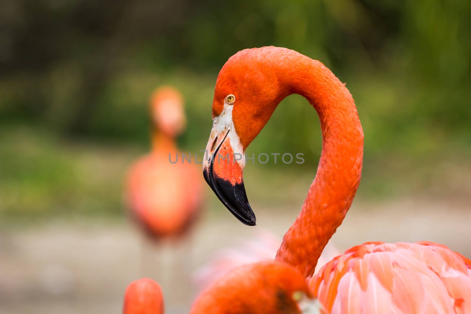 Flamingos or flamingoes are a type of wading bird in the family Phoenicopteridae. Red Flamingos come from America