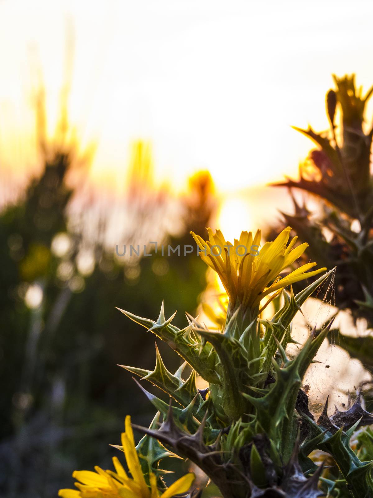 Beautiful sunset at Logas beach at Peroulades village of Corfu island, Greece with thorns plant silhouette.