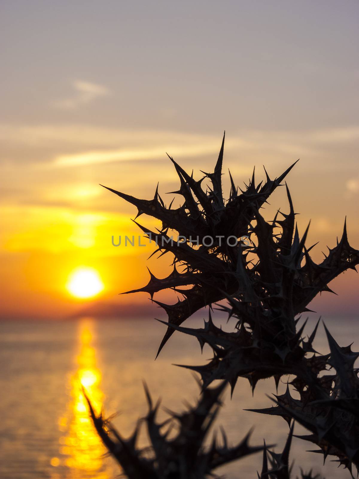 Beautiful sunset at Logas beach at Peroulades village of Corfu island, Greece with thorns plant silhouette.
