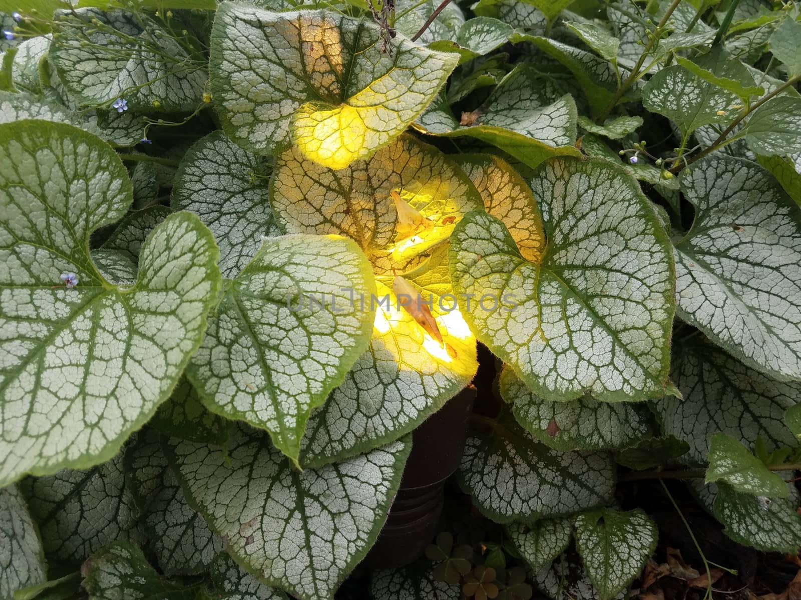 plant with green and white leaves and yellow light underneath it