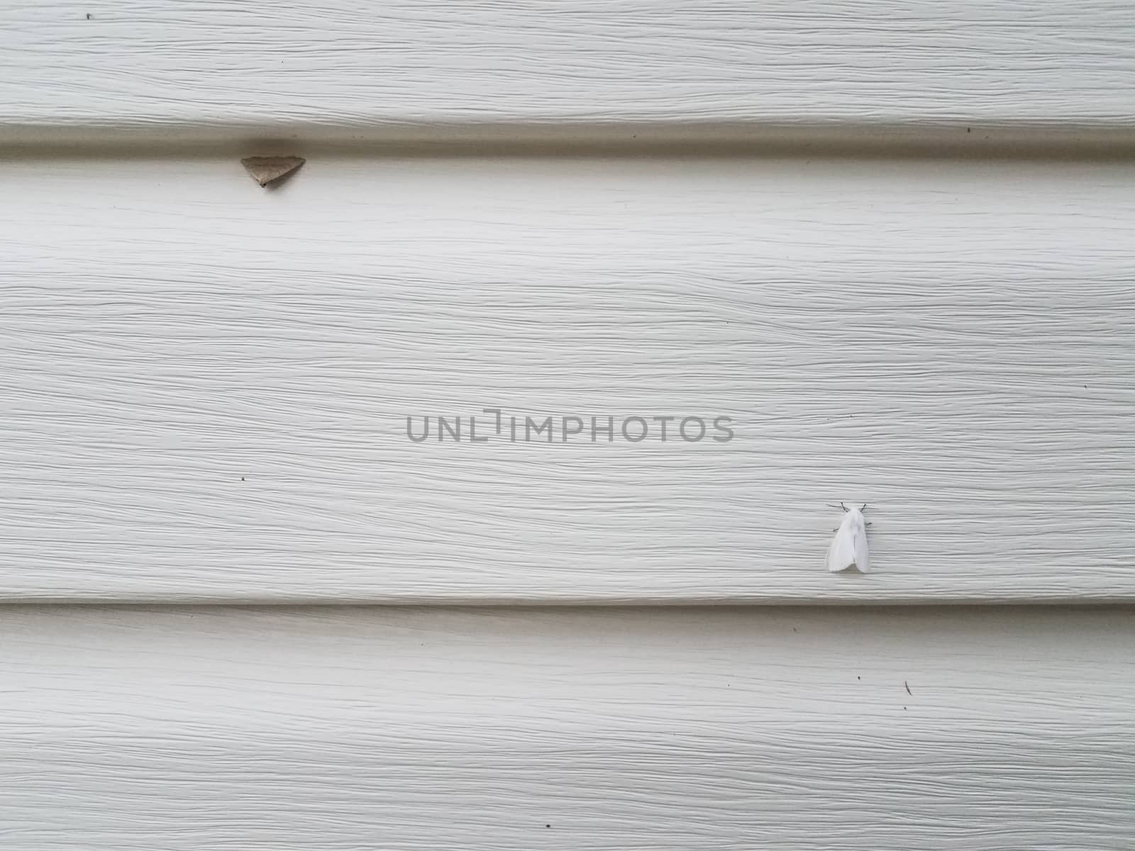 white home siding with white and brown moths by stockphotofan1