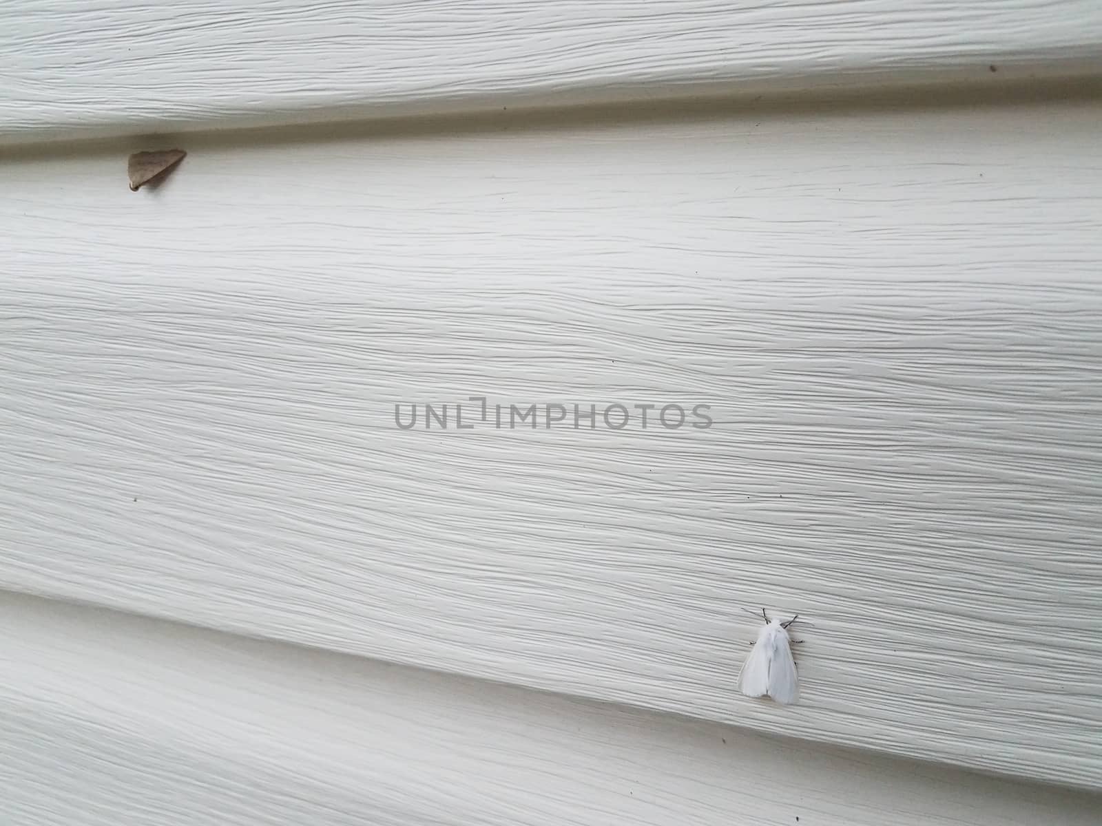 white home or house siding with white and brown moth insects