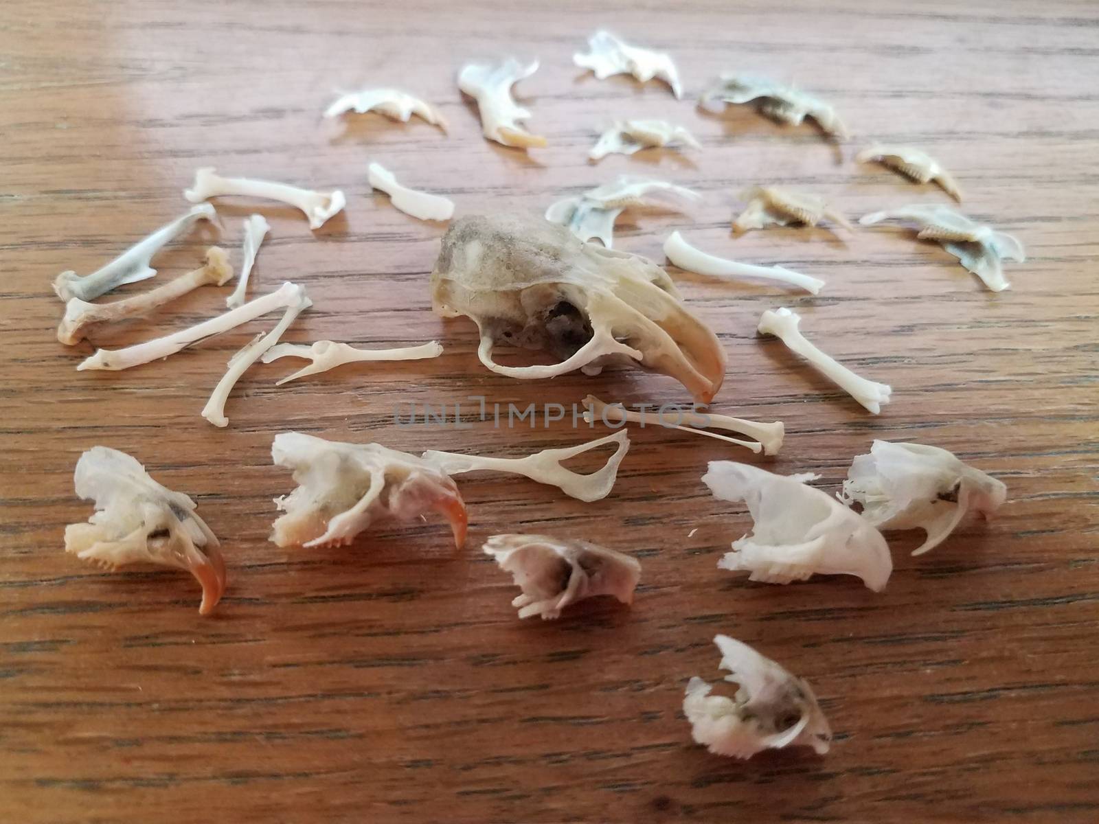 mouse and rat skulls and bones on wood desk by stockphotofan1