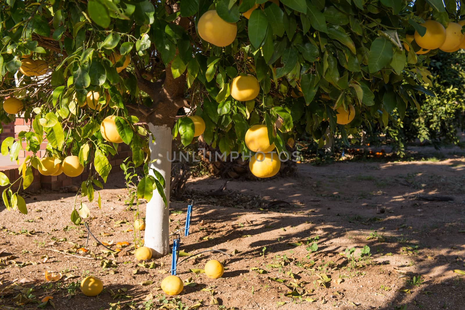 Grapefruit tree with clusters of grapefruits ready to be harvested.