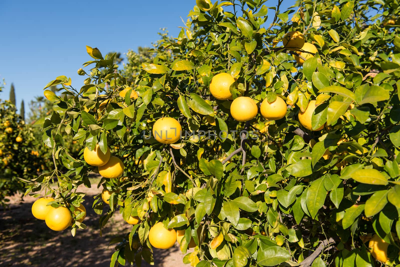 Grapefruit tree with clusters of grapefruits ready to be harvested.