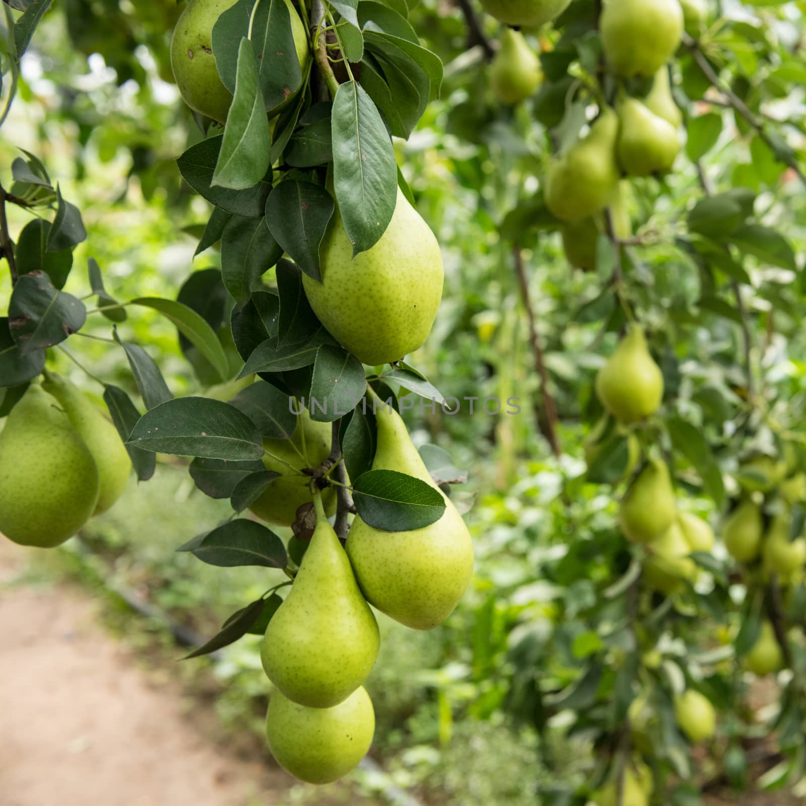 A bunch of fresh tasty organic pears hanging on a tree, rural scene.