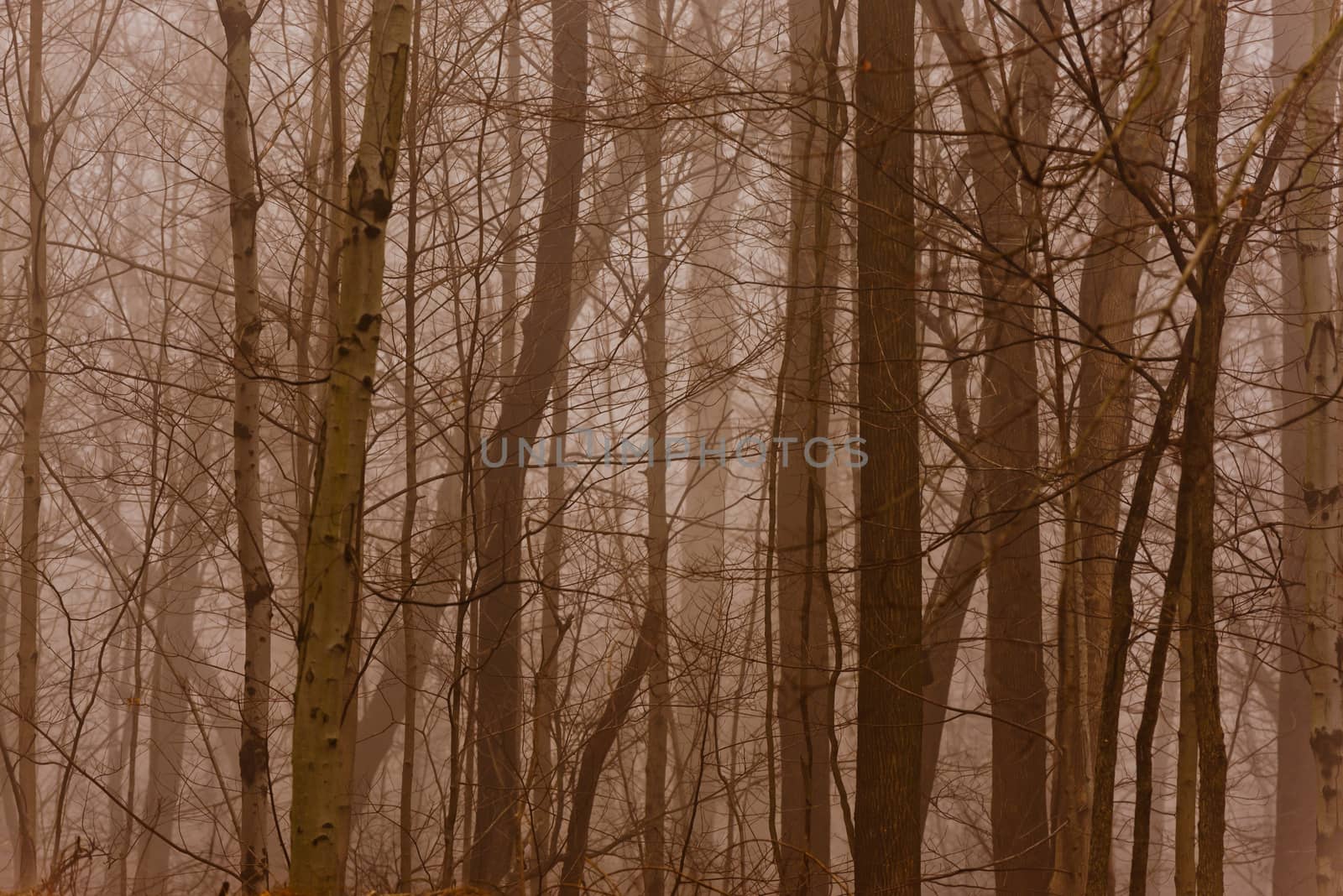 Dark and mysterious foggy forest in late fall.