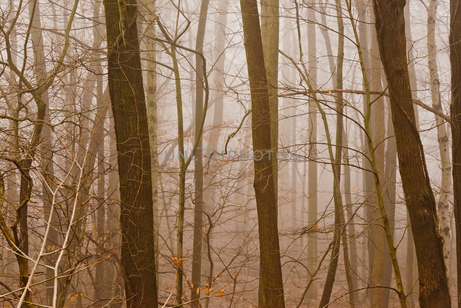 Dark and mysterious foggy forest in late fall.