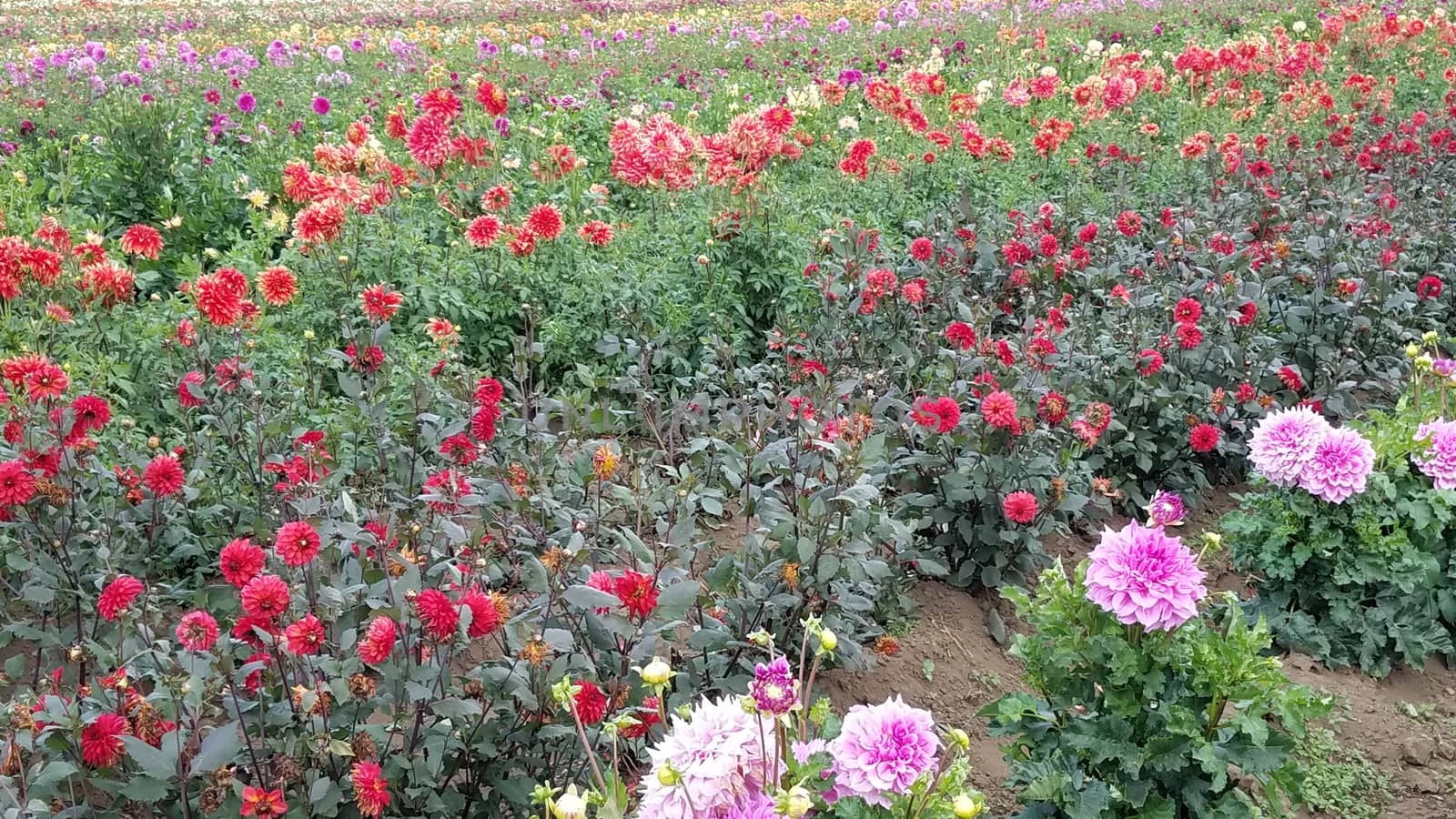 field of pink and red dahlia flowers in field by stockphotofan1