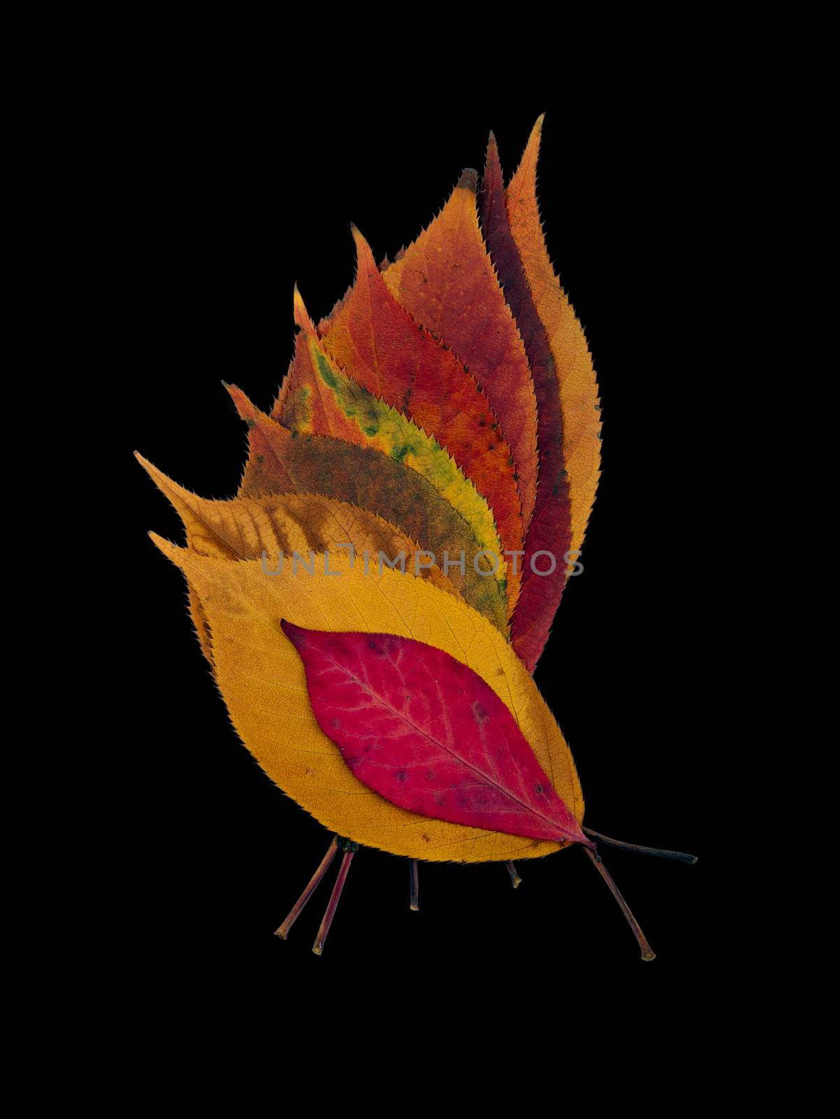 Colorful fall leaves isolated on white.
