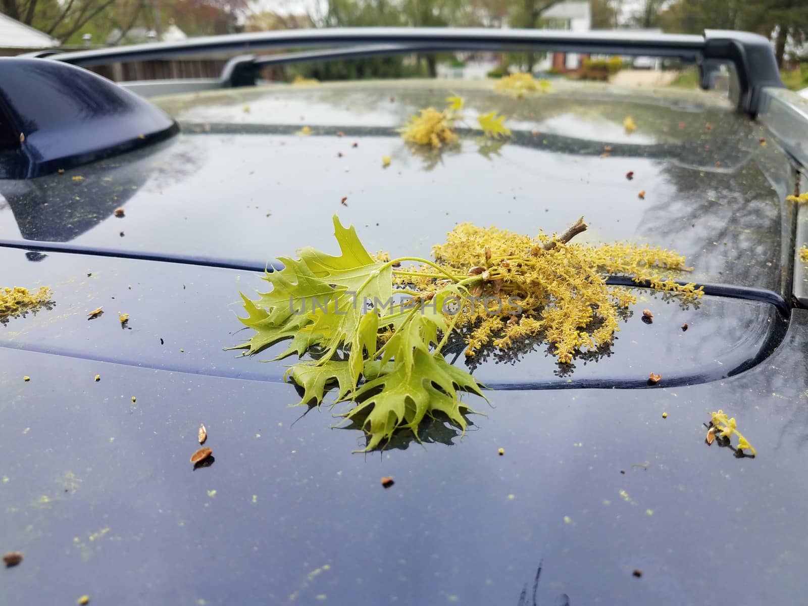 oak leaves with pollen grains on top of blue car or automobile