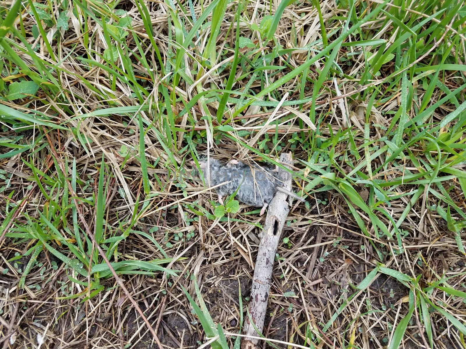 dead grey mouse with stick and wet green grass or lawn