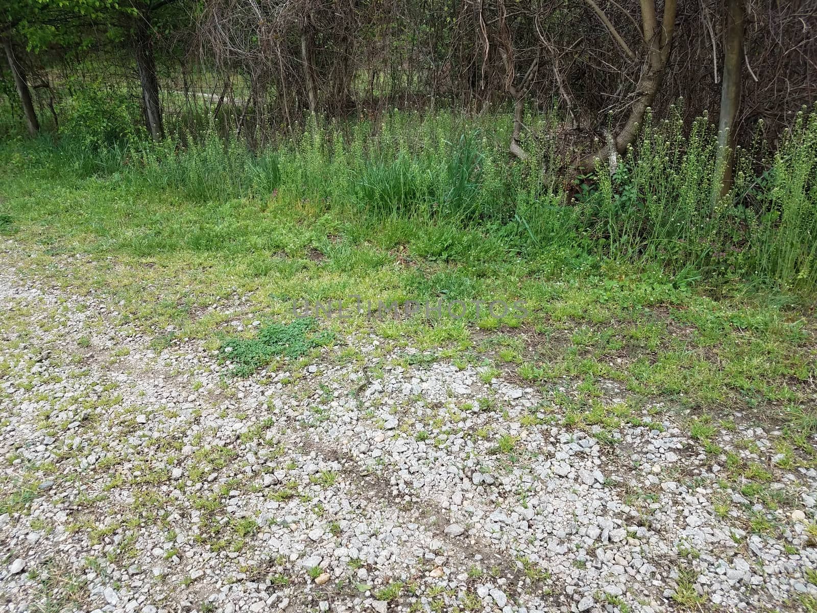 black snake with stripes on white stones or rocks and green grass