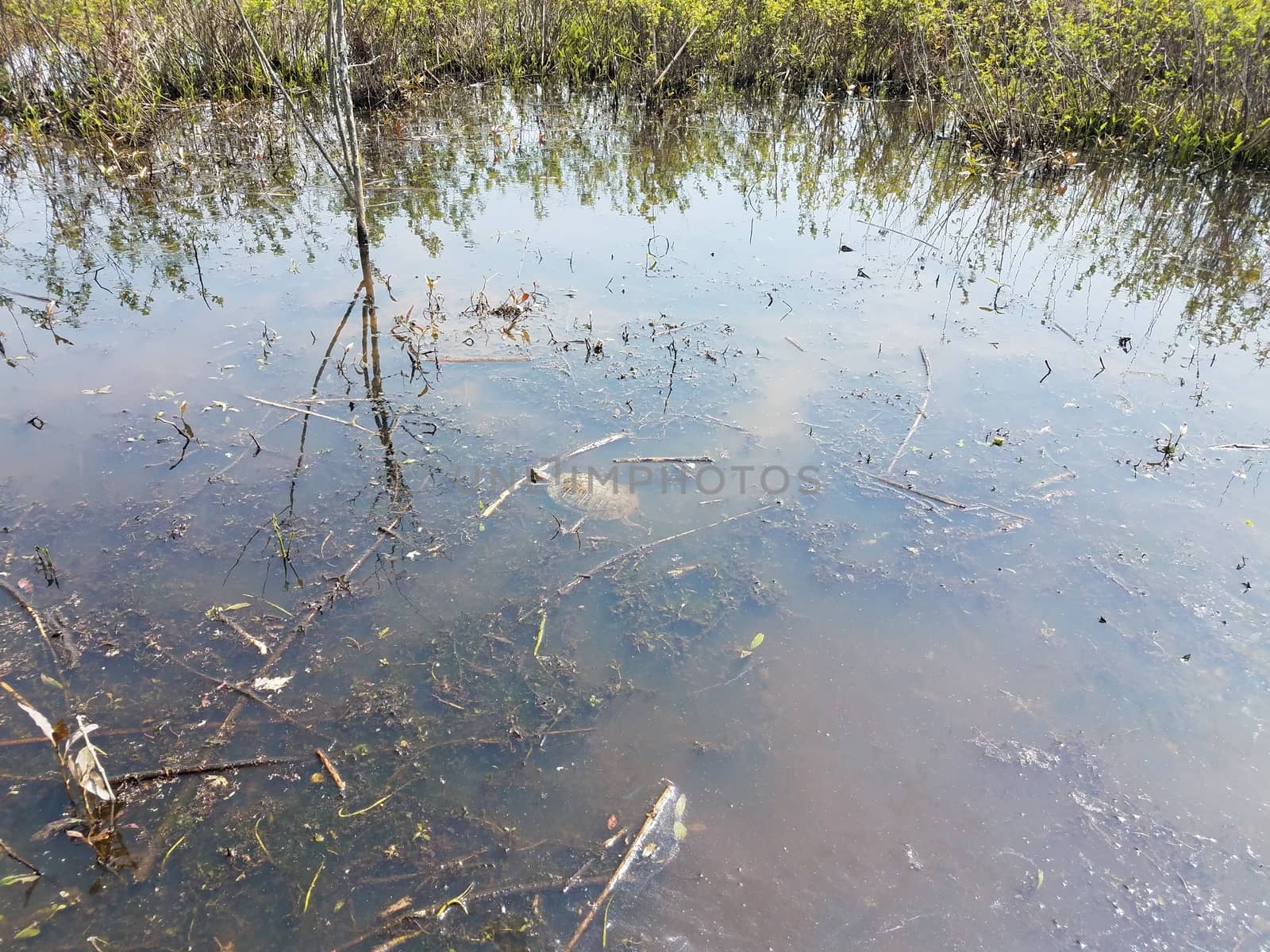 turtle swimming in swamp or wetland with plants and murky water