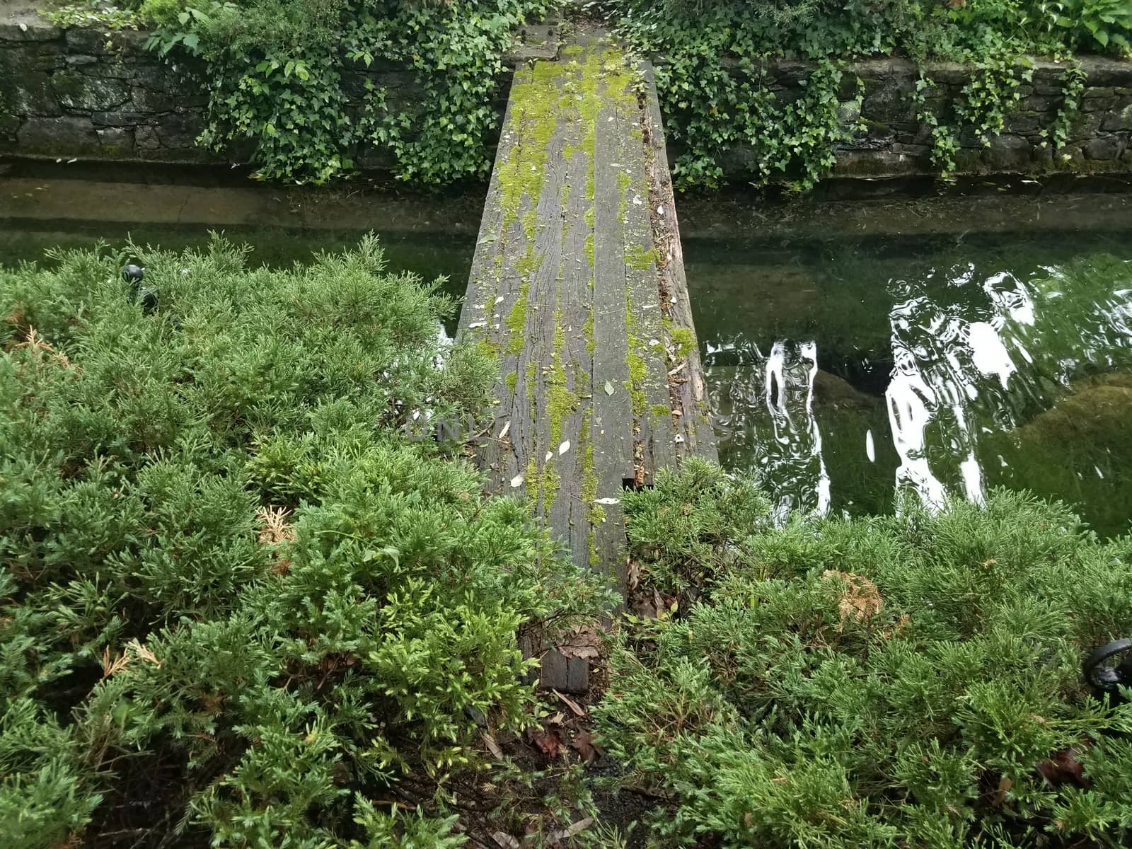 dilapidated or worn wood bridge with moss over creek or stream or river