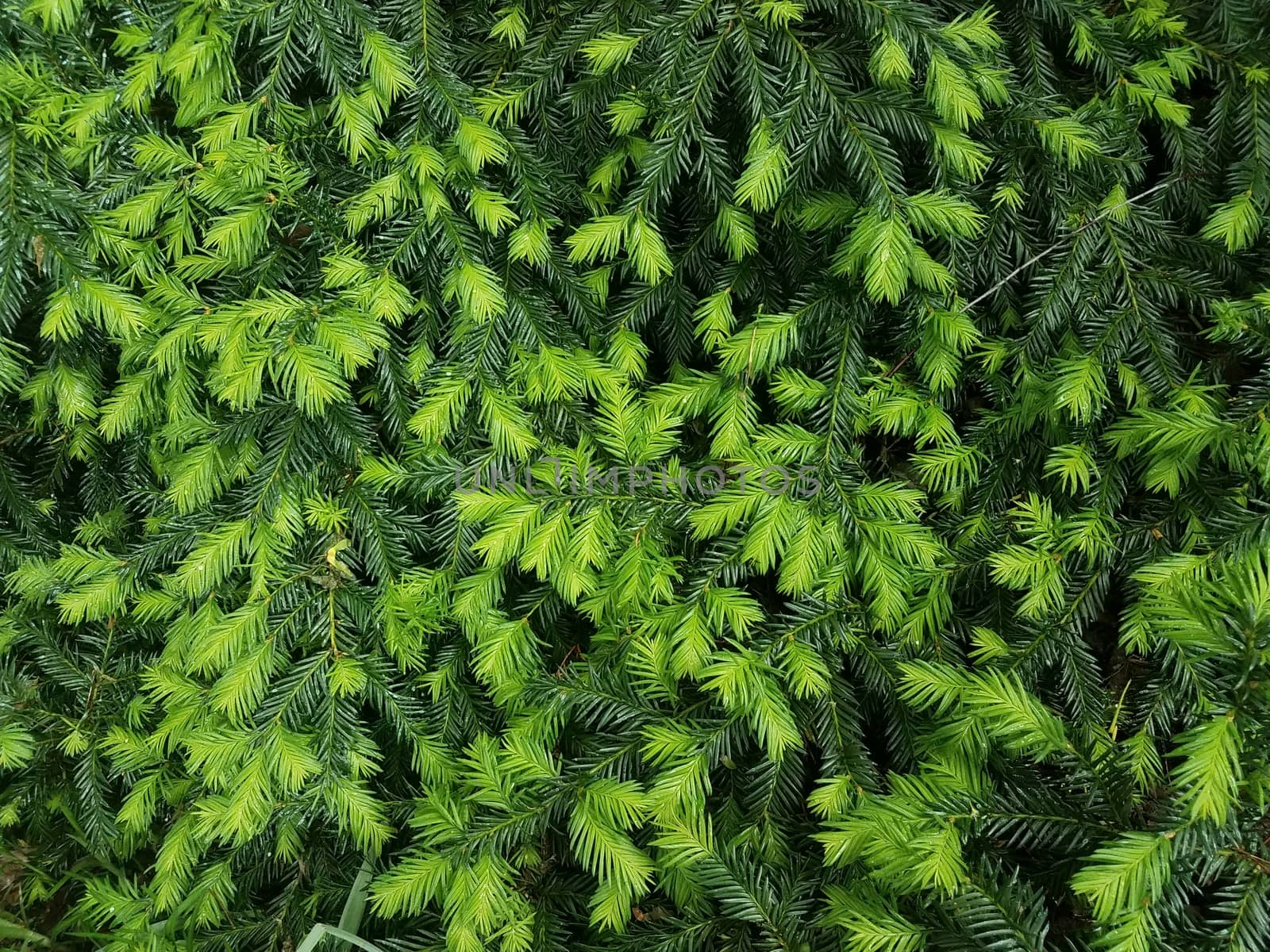 light and dark green pine needles on bush by stockphotofan1