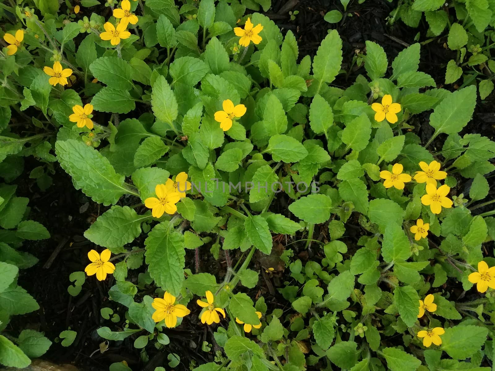 plant with green leaves and yellow flowers blooming by stockphotofan1