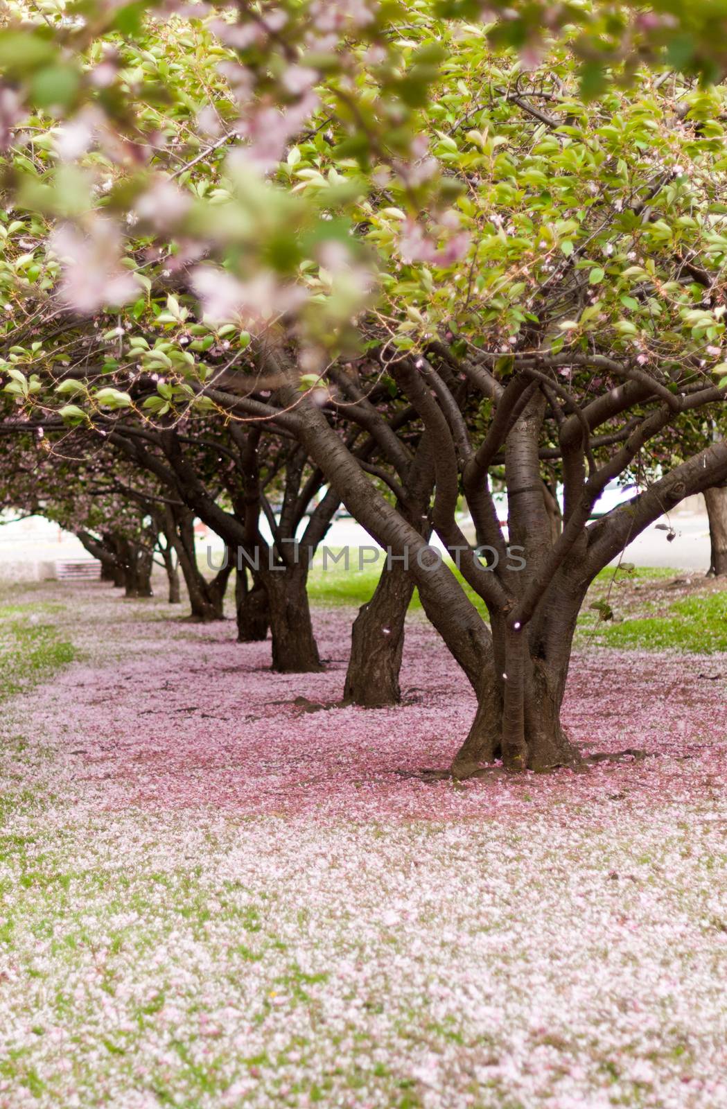 Cherry Blossom Trees by viscorp