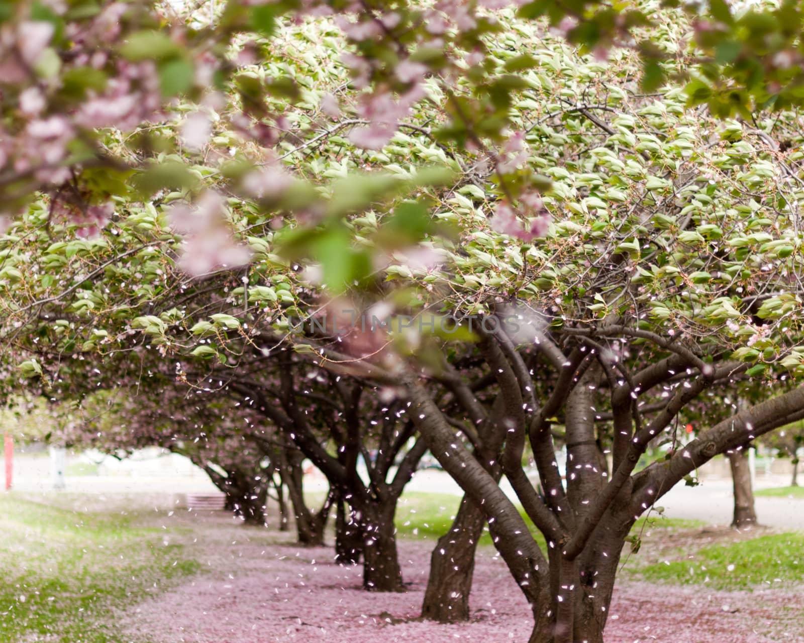 Cherry Blossom Trees by viscorp