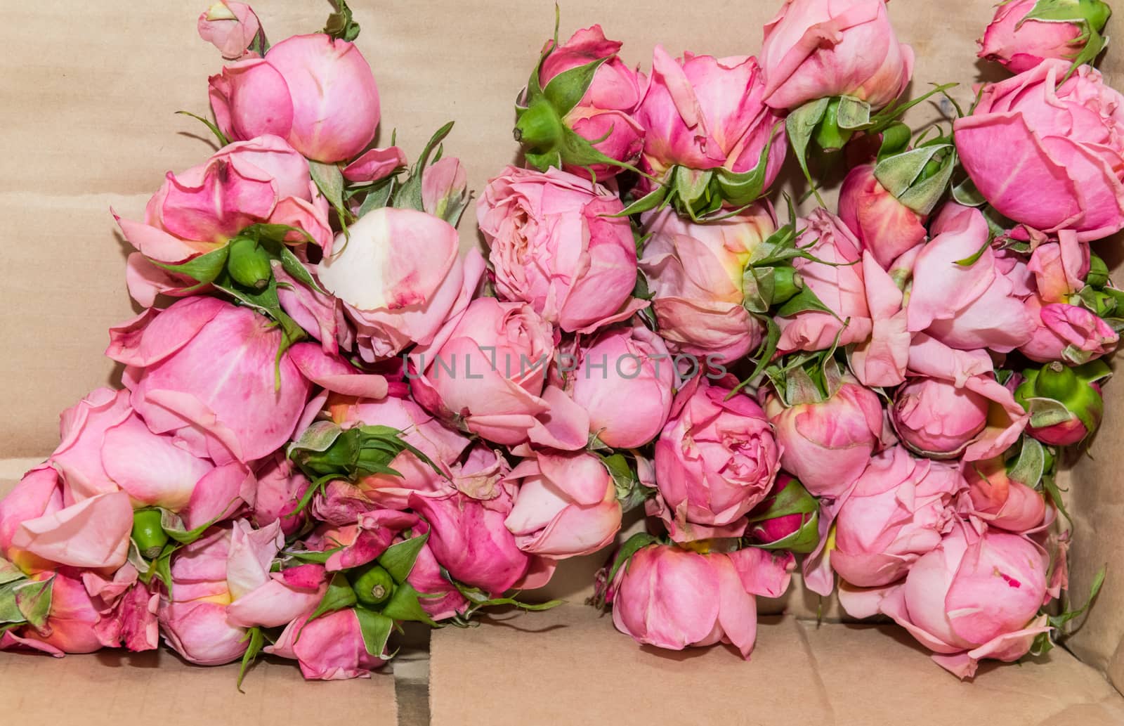 Box of pink rose prunings from dead heading.