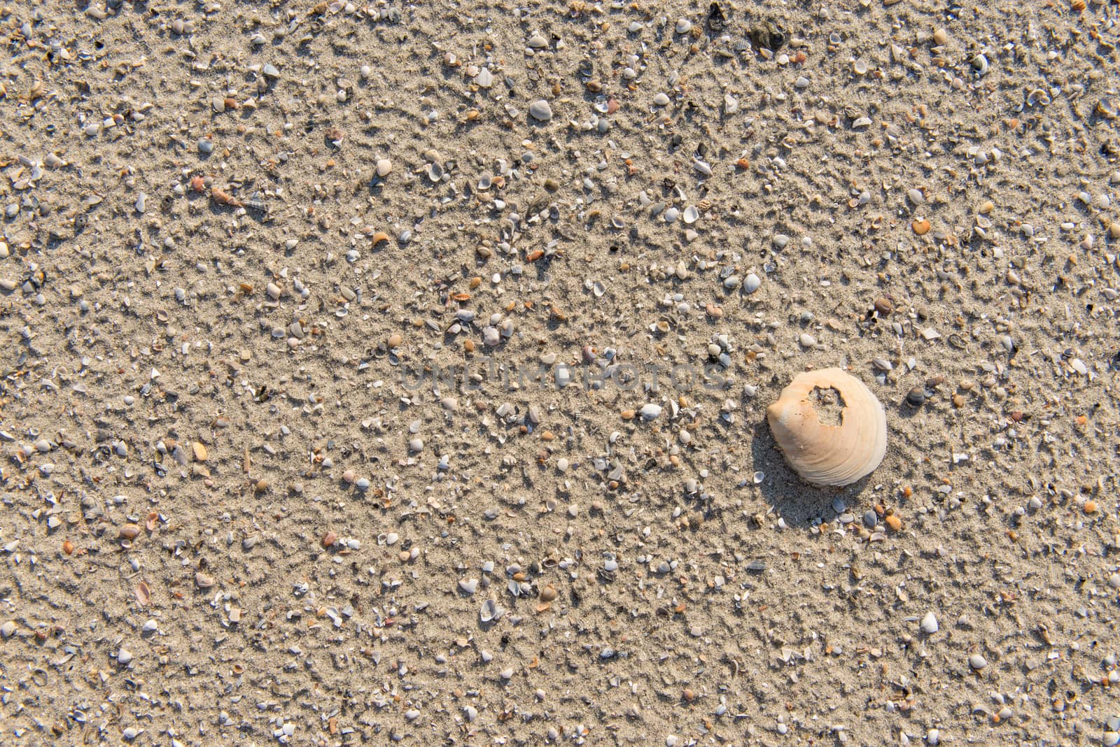 Diverse shells and sand pattern of an ocean beach.