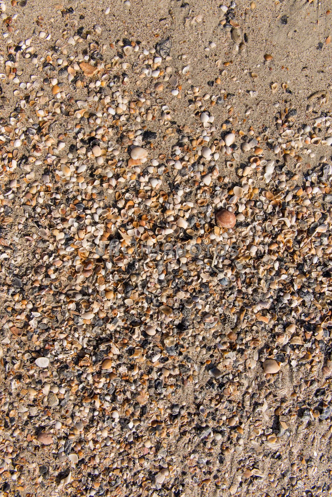 Diverse shells and sand pattern of an ocean beach.