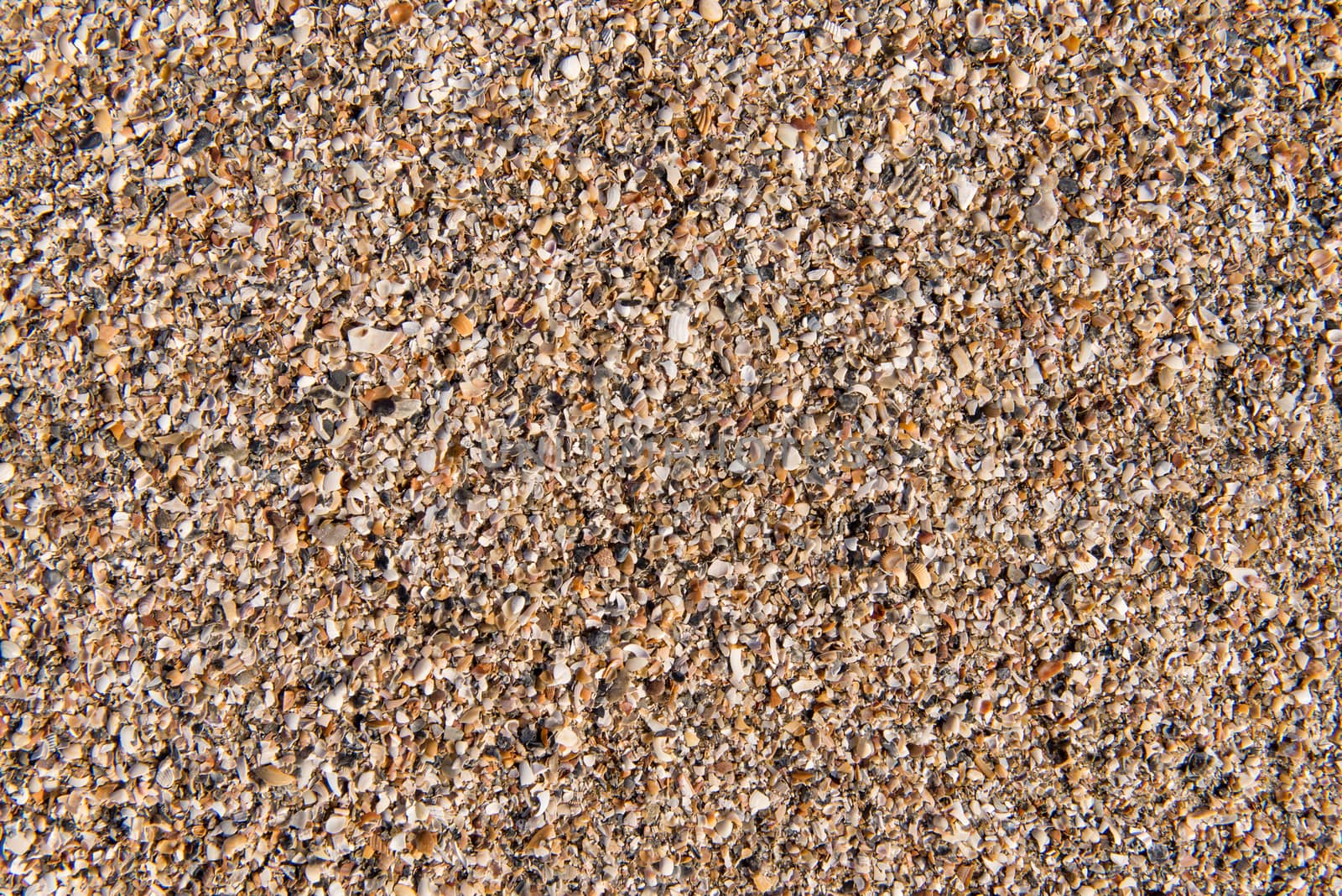 Diverse shells and sand pattern of an ocean beach.