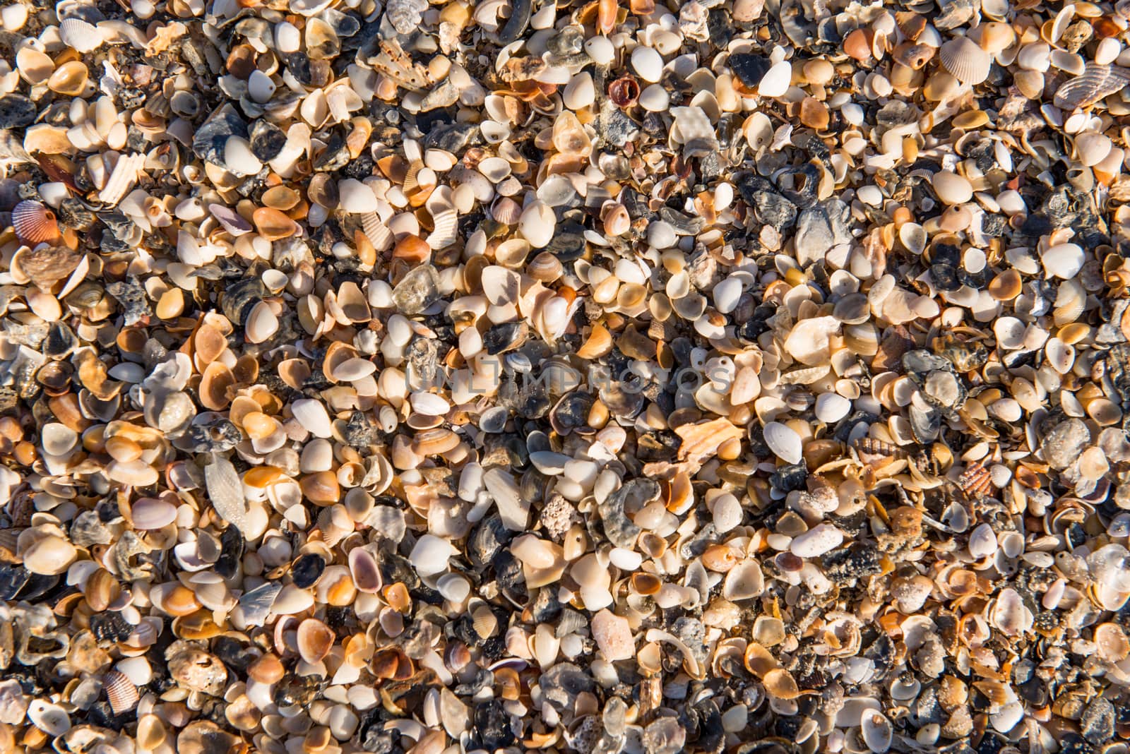 Diverse shells and sand pattern of an ocean beach.