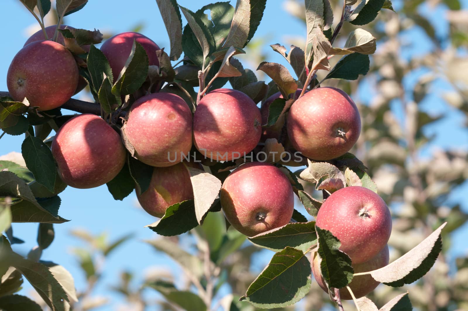 Red ripe apples on apple tree branch, blue sky background.