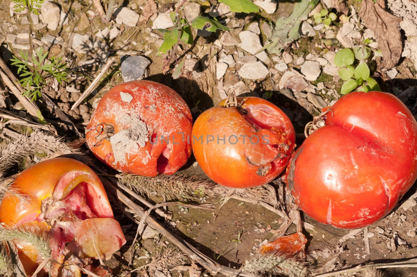 Past-ripe red tomatoes crushed on the ground at harvest time.