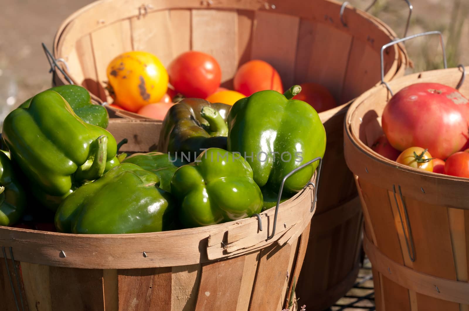 Bushel basket filled with freshly hand picked organic green peppers at a local farm.