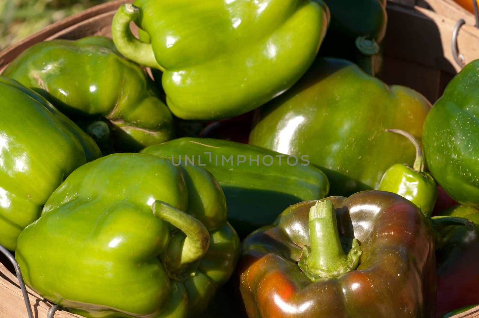 Bushel basket filled with freshly hand picked organic green peppers at a local farm.